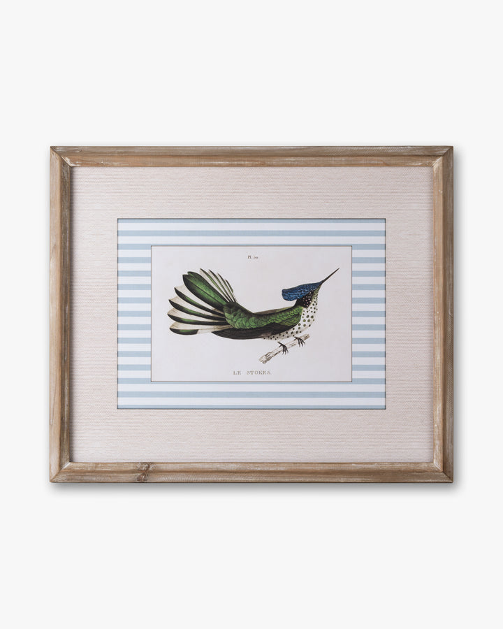 Naturalist Bird Framed Wall Art B