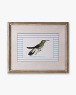 Naturalist Bird Framed Wall Art C