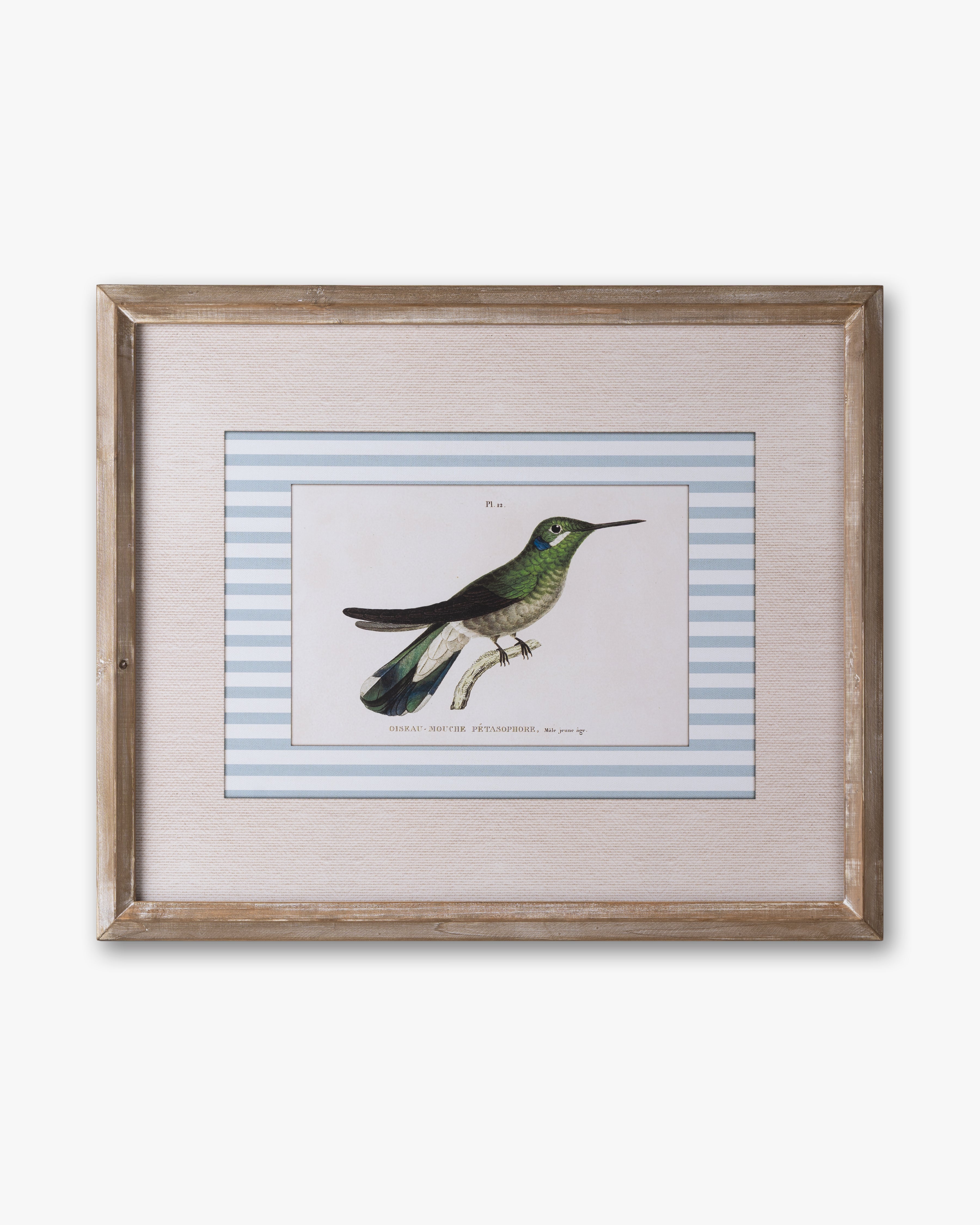 Naturalist Bird Framed Wall Art C