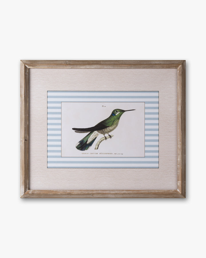 Naturalist Bird Framed Wall Art C
