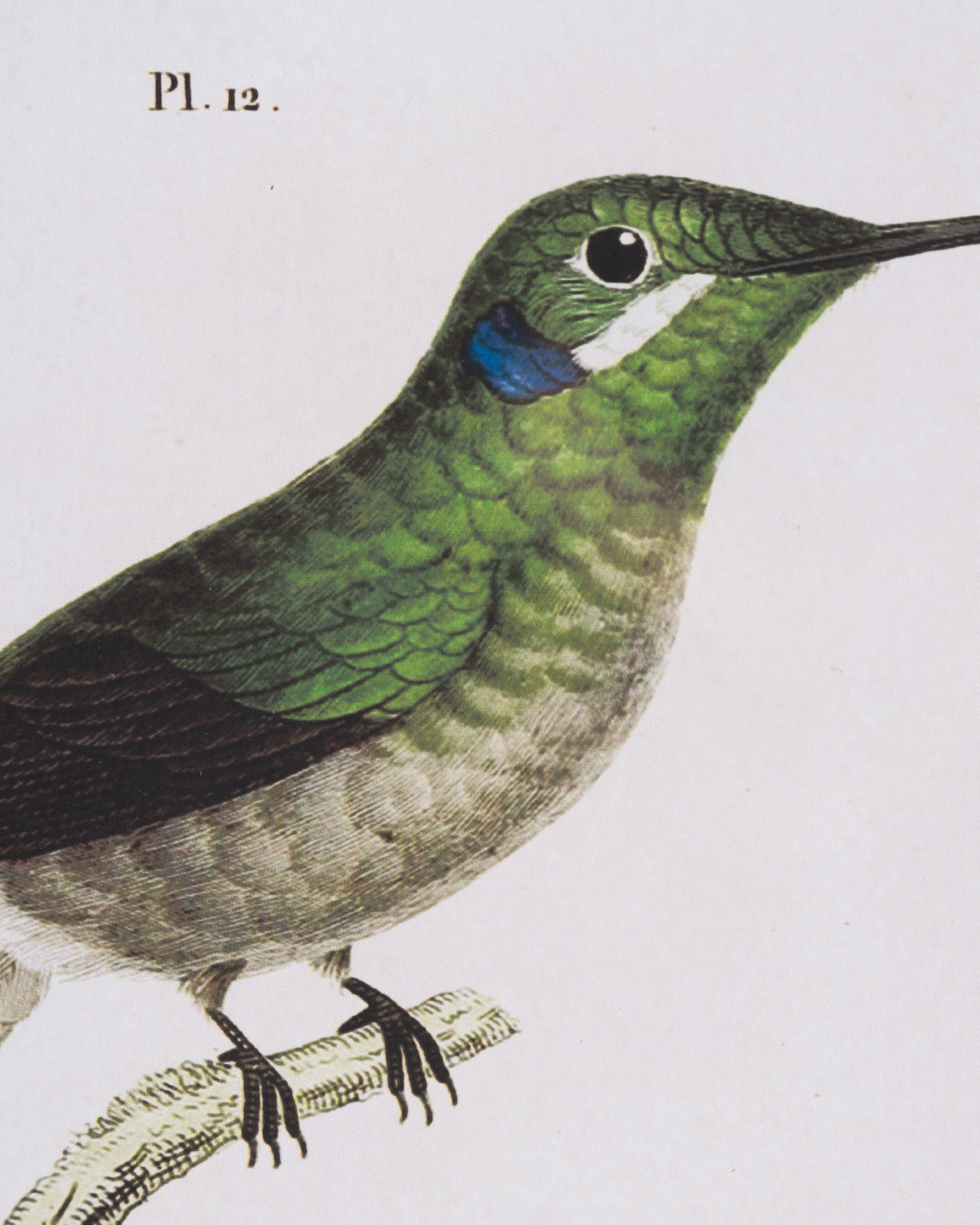 Naturalist Bird Framed Wall Art C