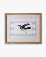 Naturalist Bird Framed Wall Art D