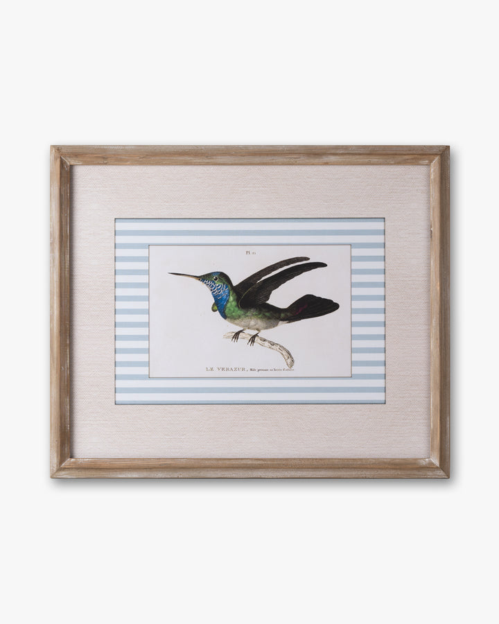 Naturalist Bird Framed Wall Art D