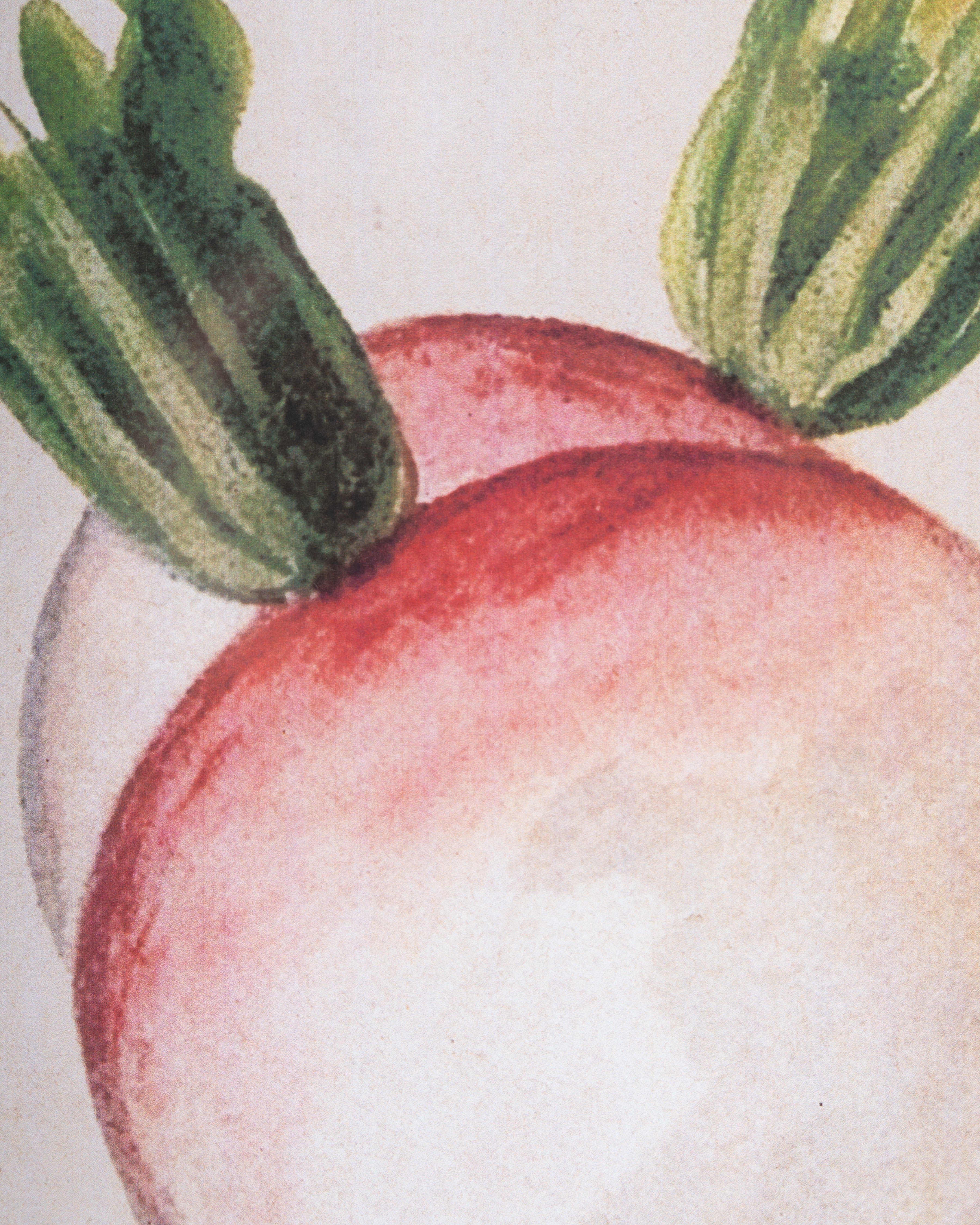 Garden Harvest Wall Art A