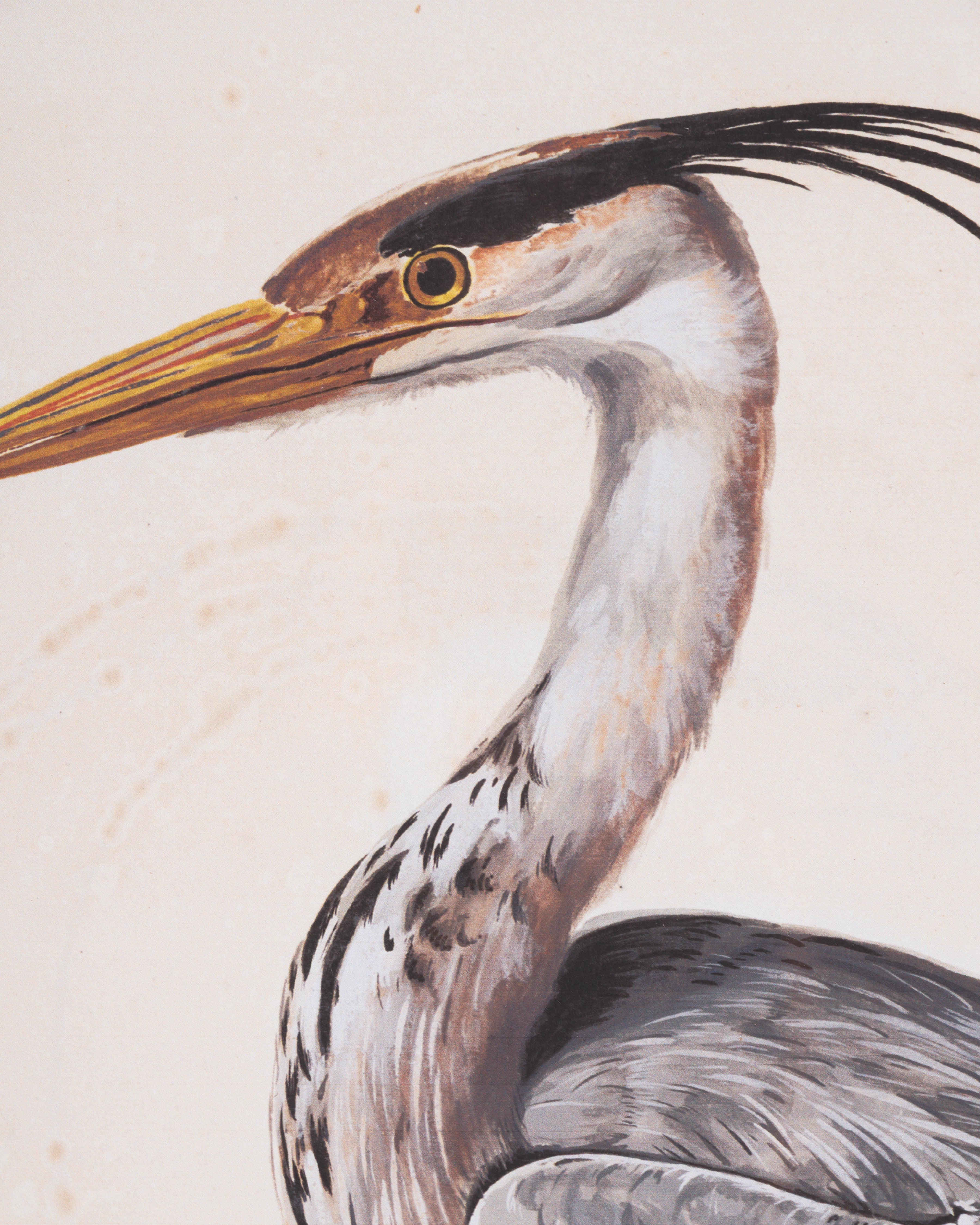 Water Bird Framed Wall Art A
