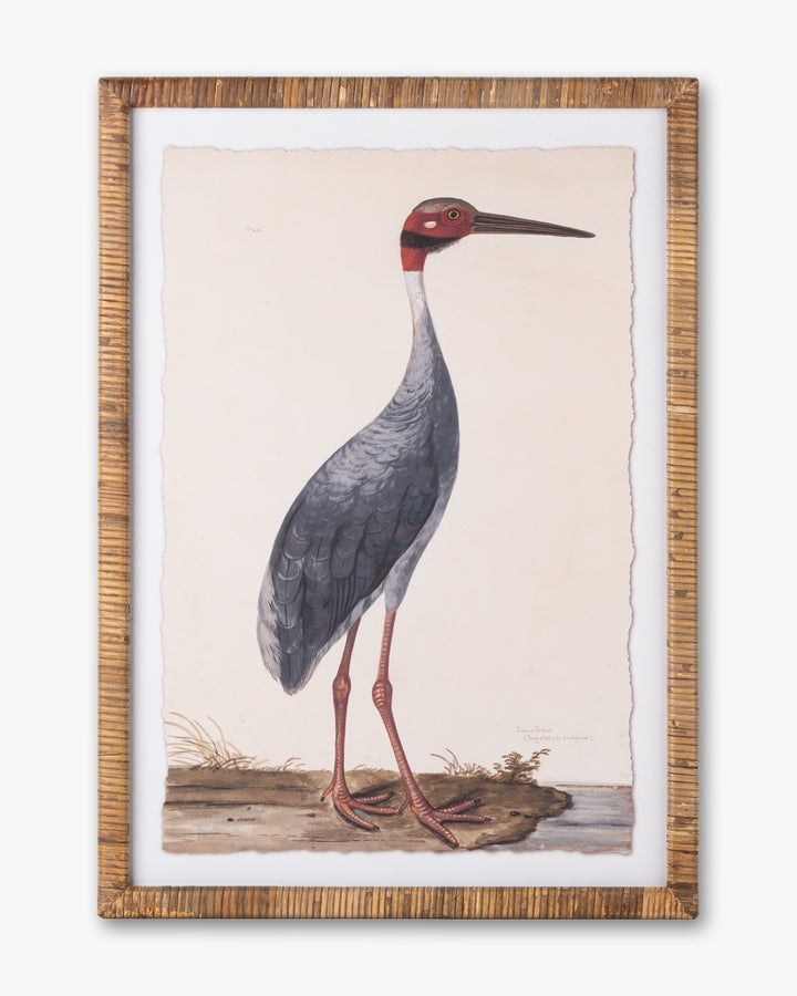 Water Bird Framed Wall Art B