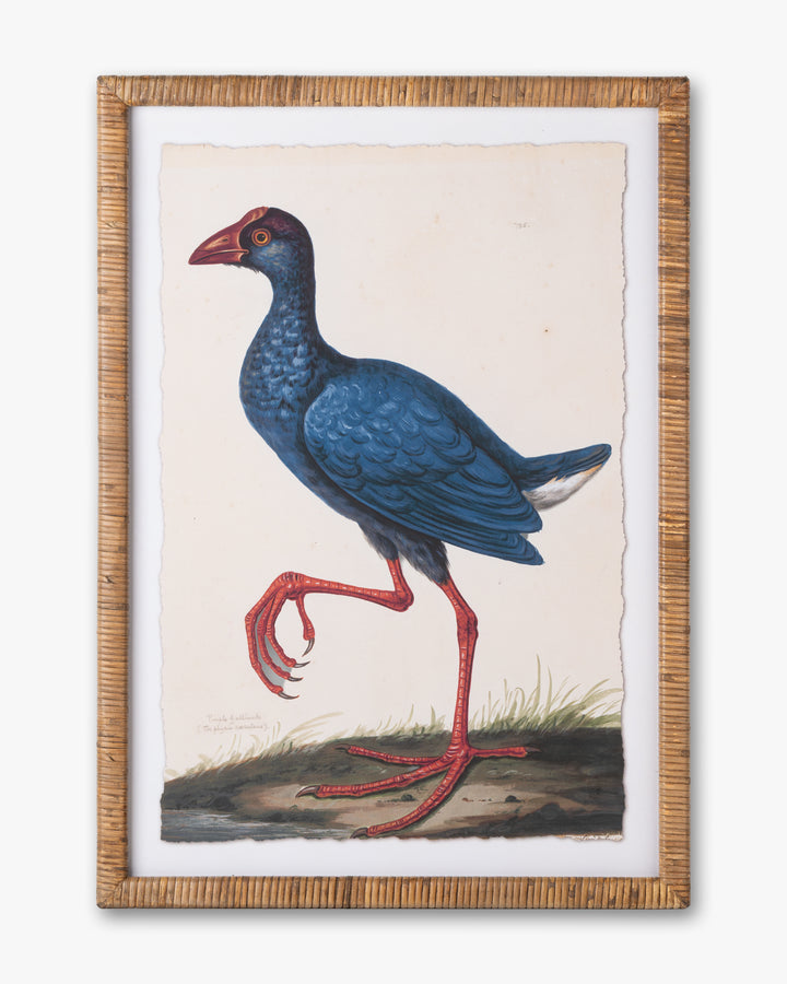 Water Bird Framed Wall Art D