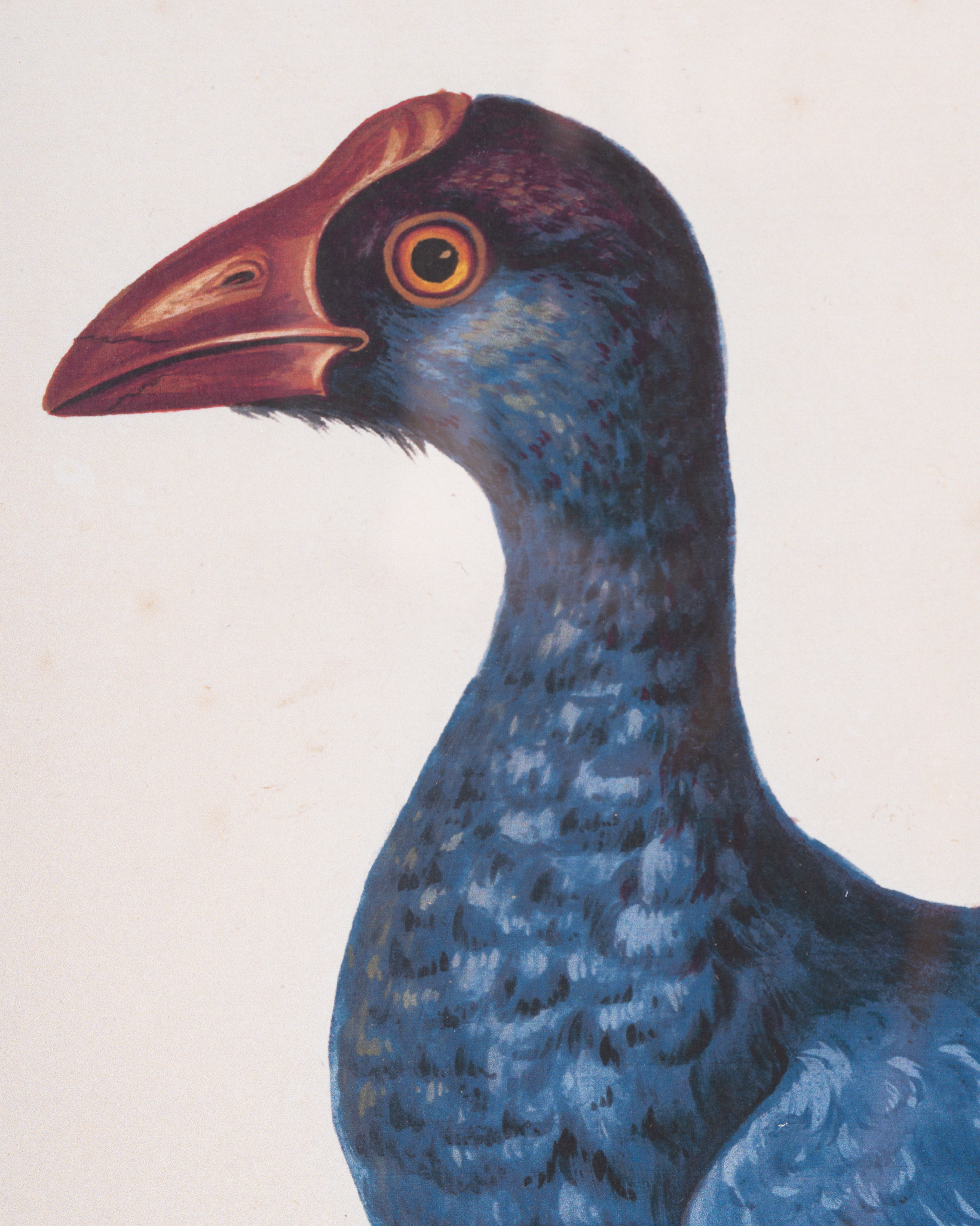 Water Bird Framed Wall Art D