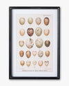 Antique Bird Egg Wall Art A