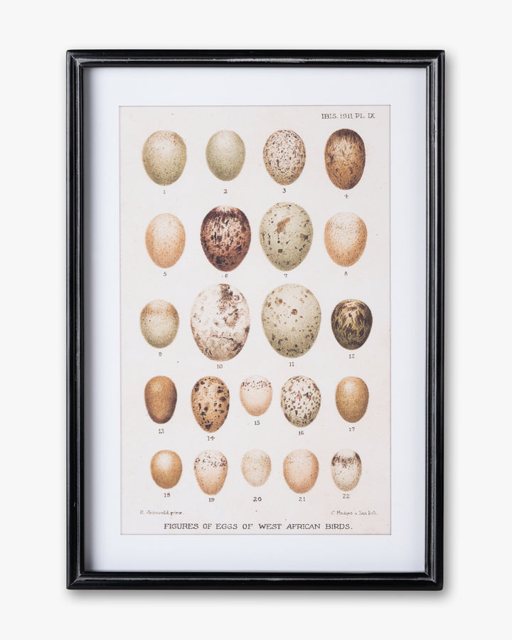 Antique Bird Egg Wall Art A