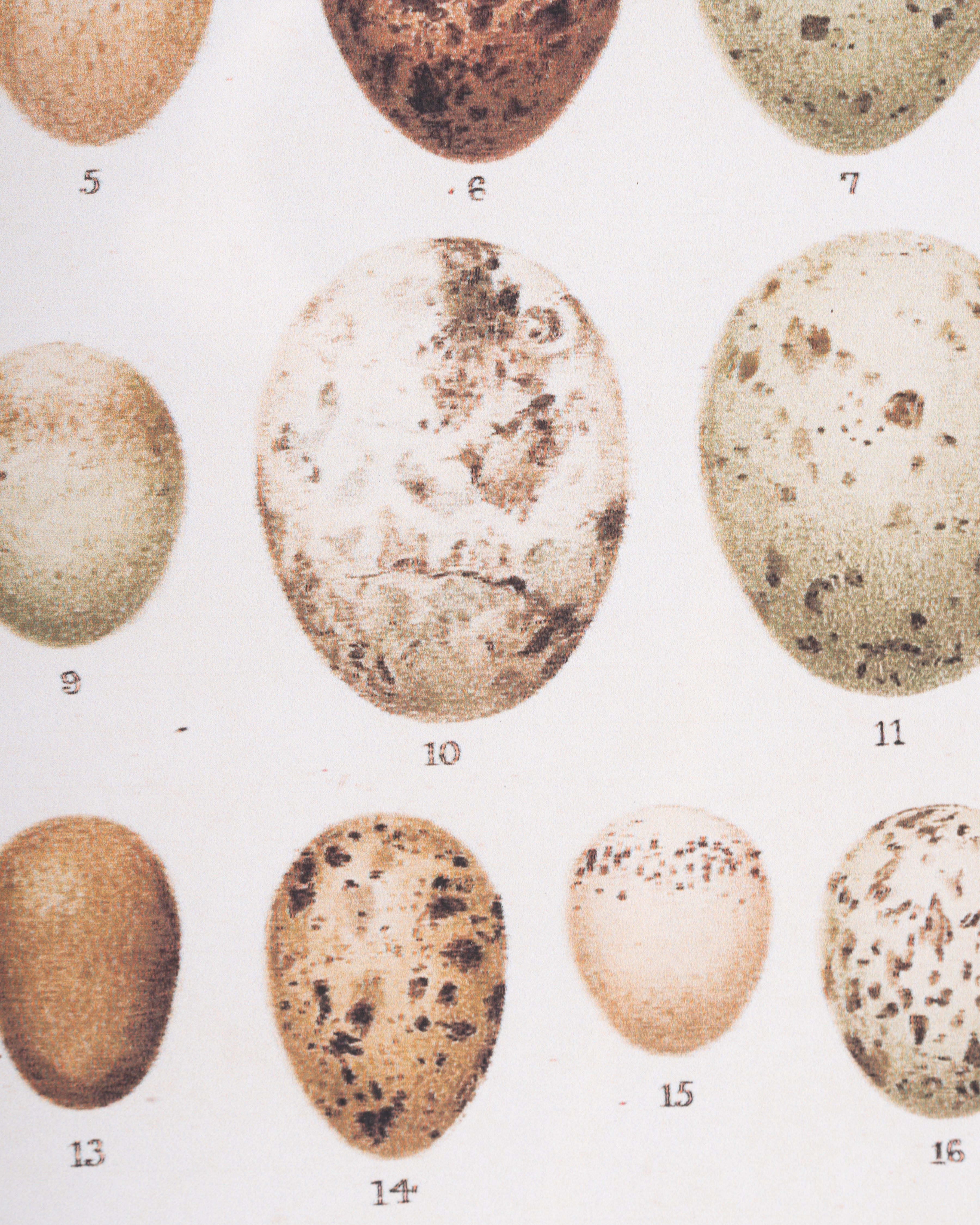 Antique Bird Egg Wall Art A