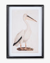 Antique Bird Framed Wall Art B