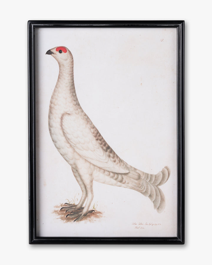 Antique Bird Framed Wall Art C
