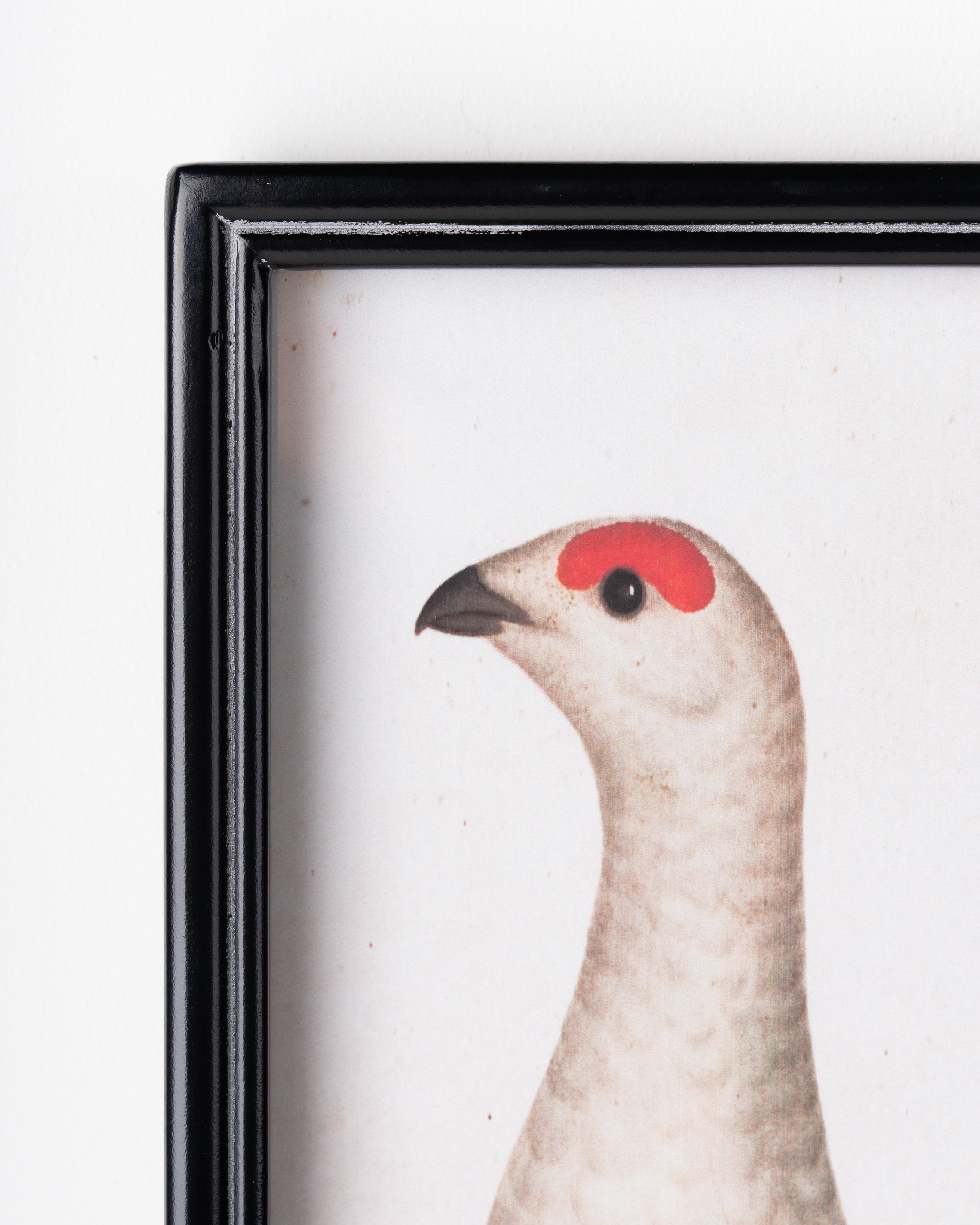 Antique Bird Framed Wall Art C