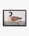 Antique Bird Framed Wall Art D