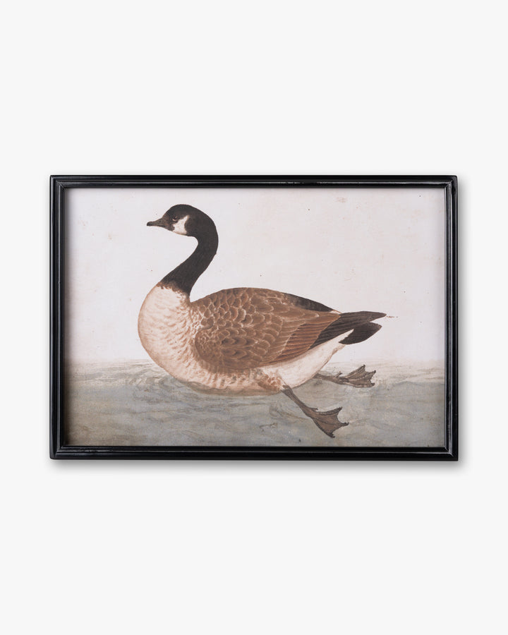 Antique Bird Framed Wall Art D