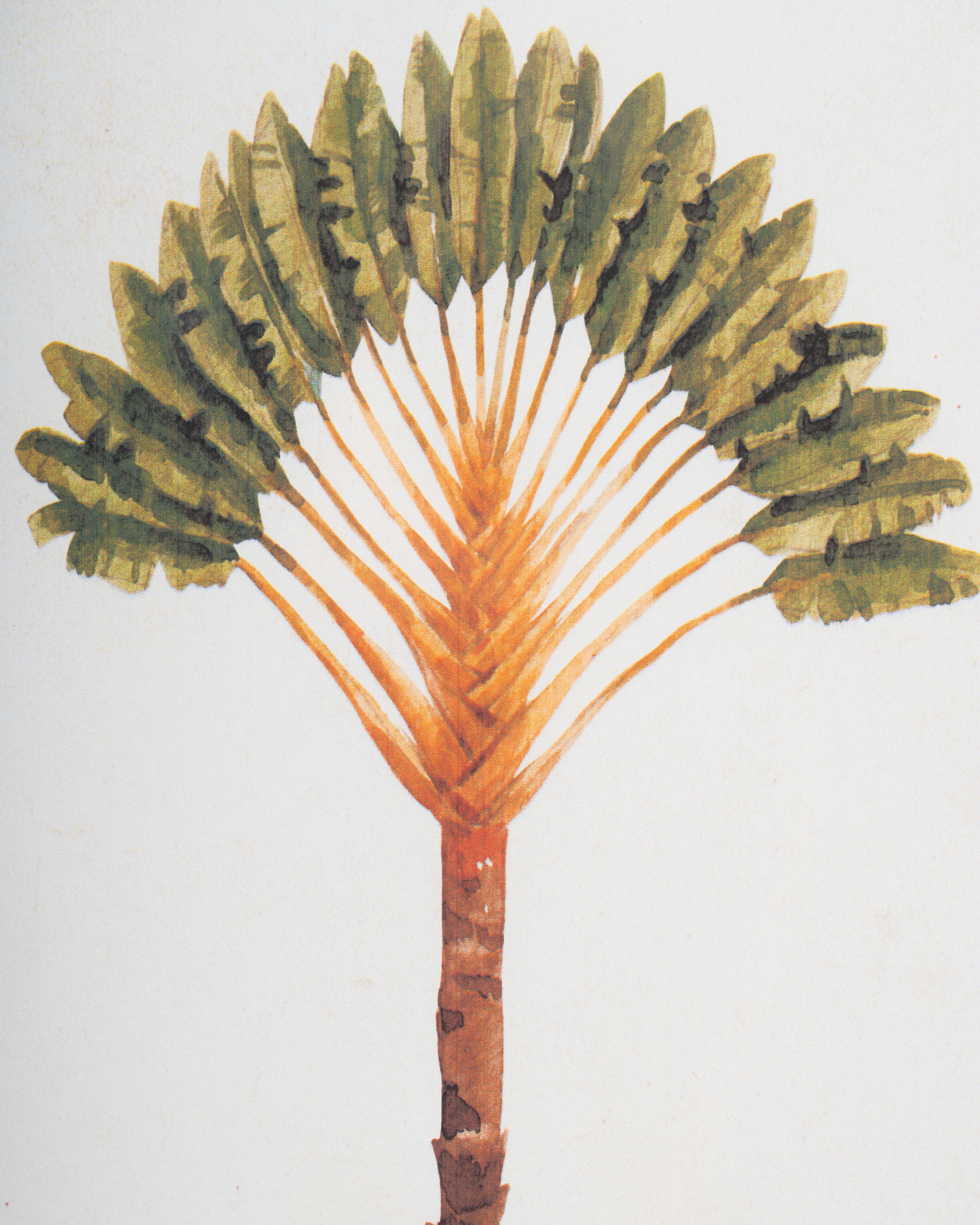 Tropical Palm Framed Wall Art C