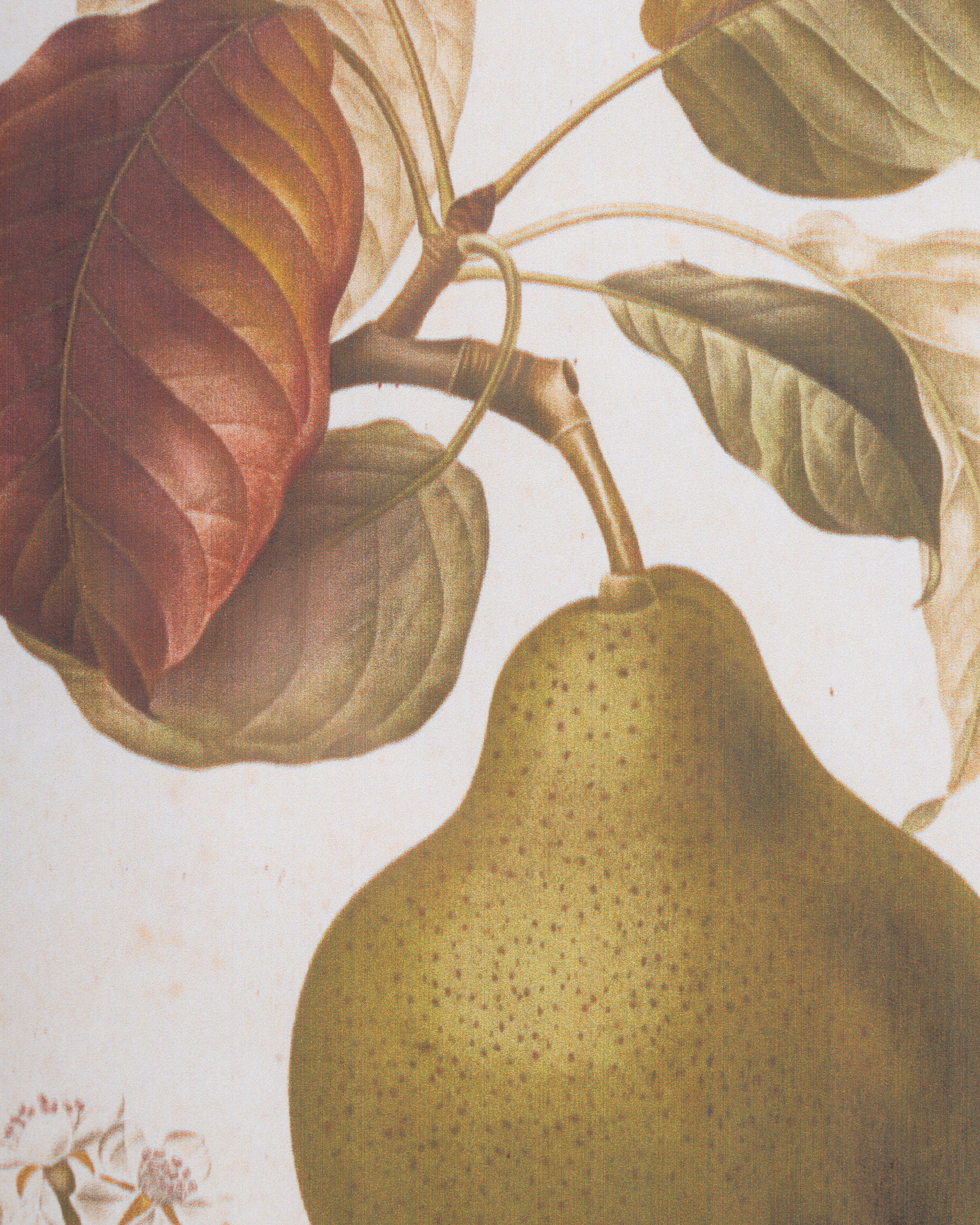 Vintage Pear Framed Wall Art A