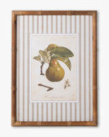 Vintage Pear Framed Wall Art B