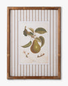 Vintage Pear Framed Wall Art C