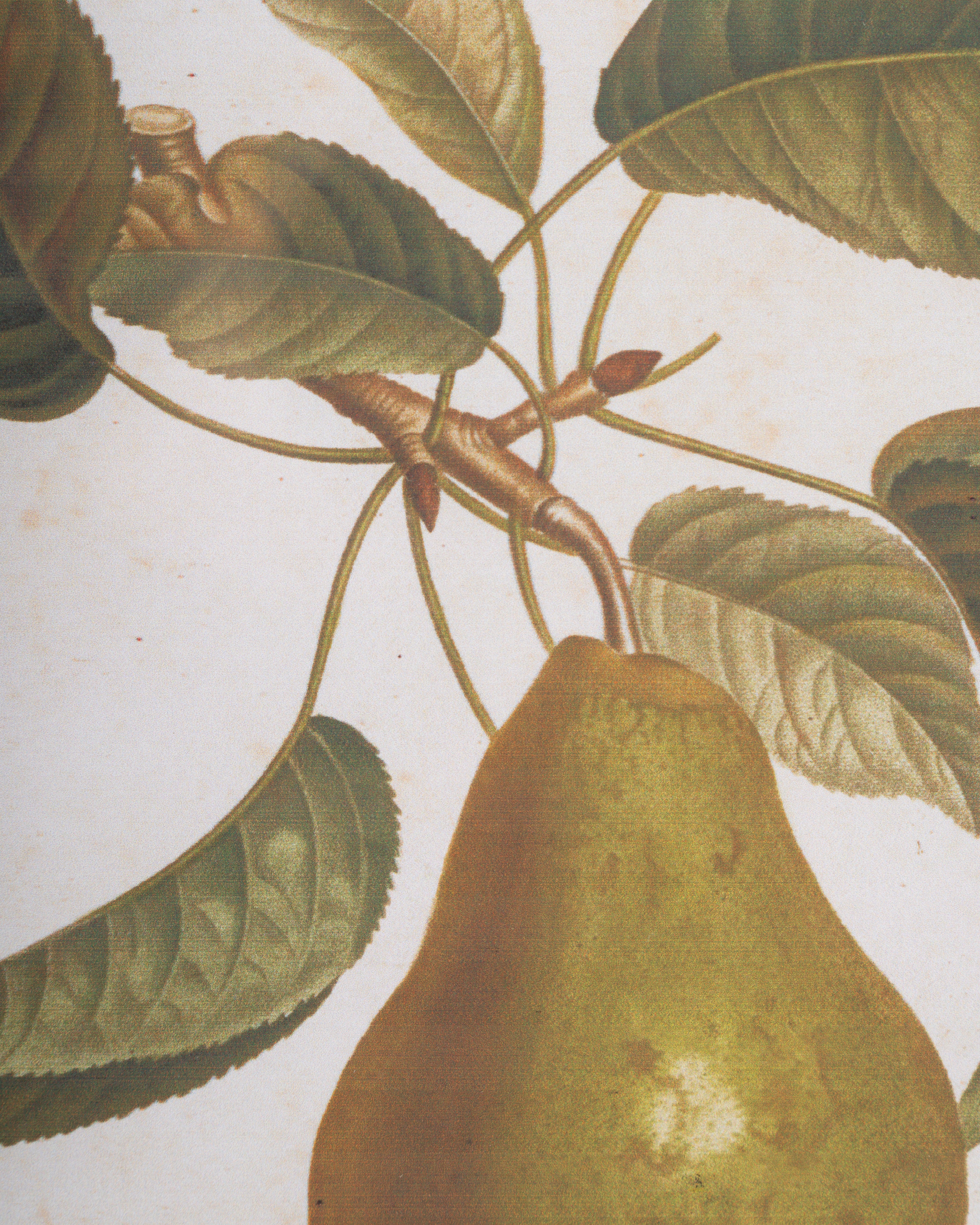 Vintage Pear Framed Wall Art C