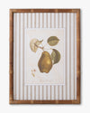 Vintage Pear Framed Wall Art D