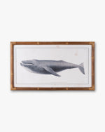 Nautical Whale Framed Wall Art A