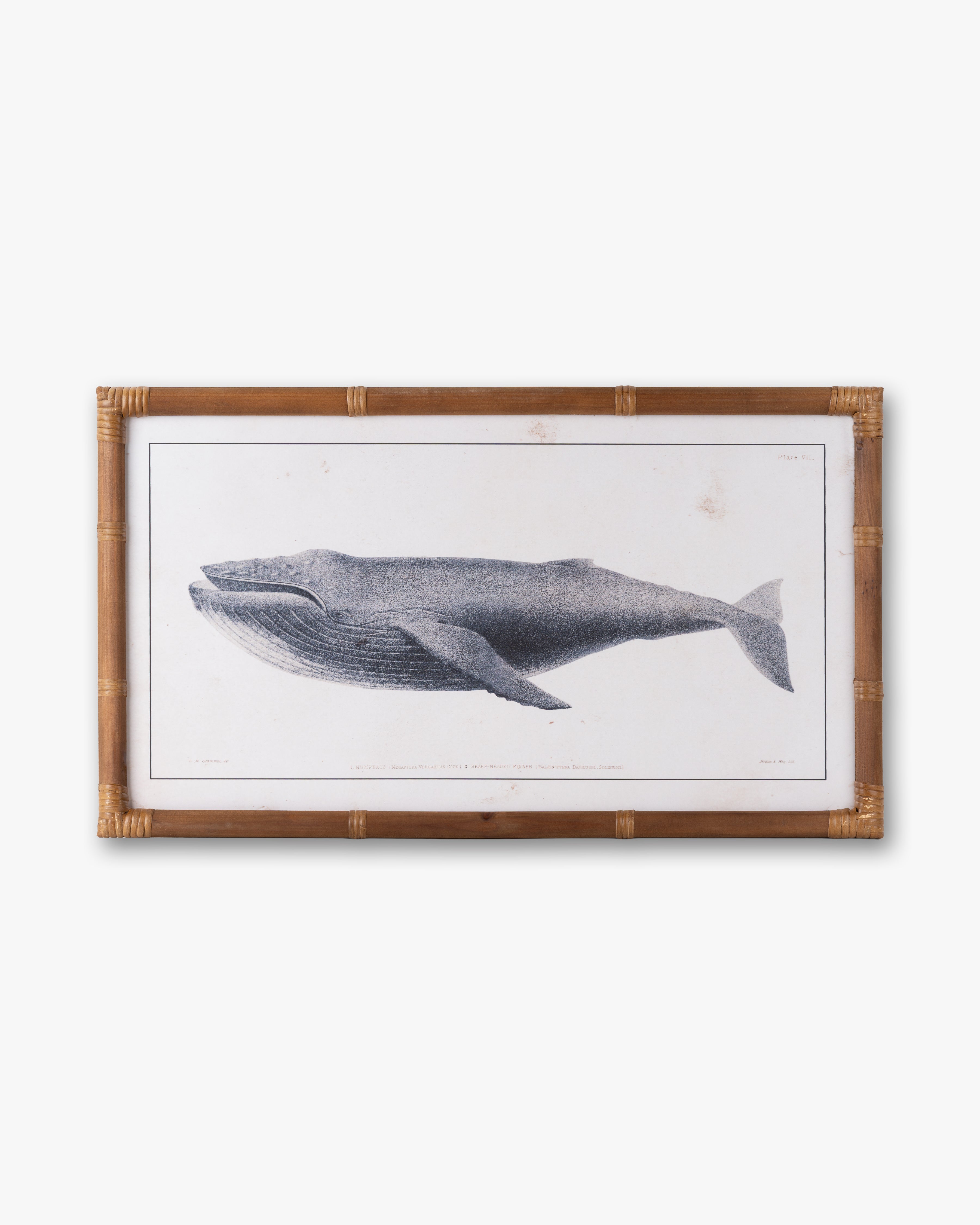 Nautical Whale Framed Wall Art A