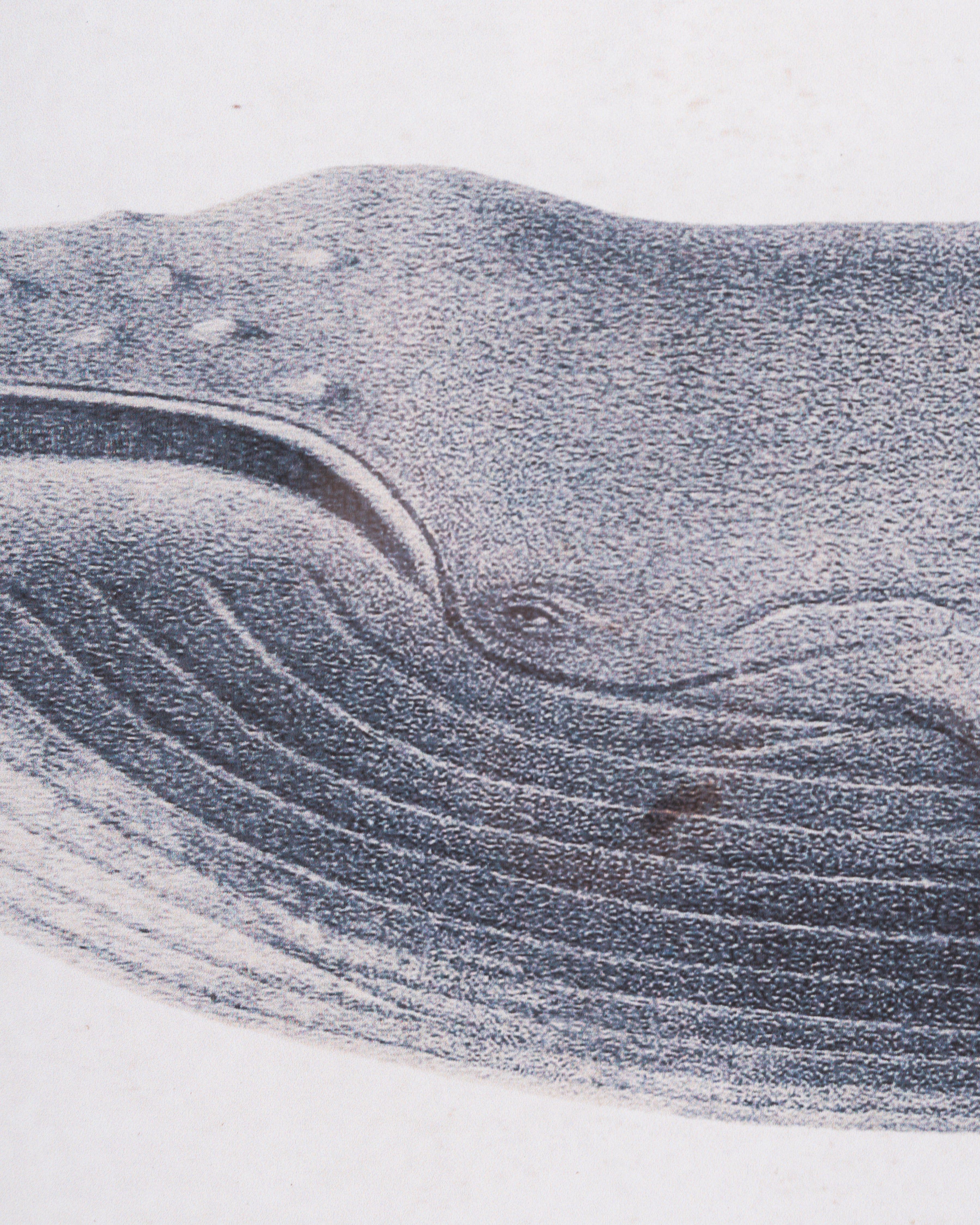 Nautical Whale Framed Wall Art A