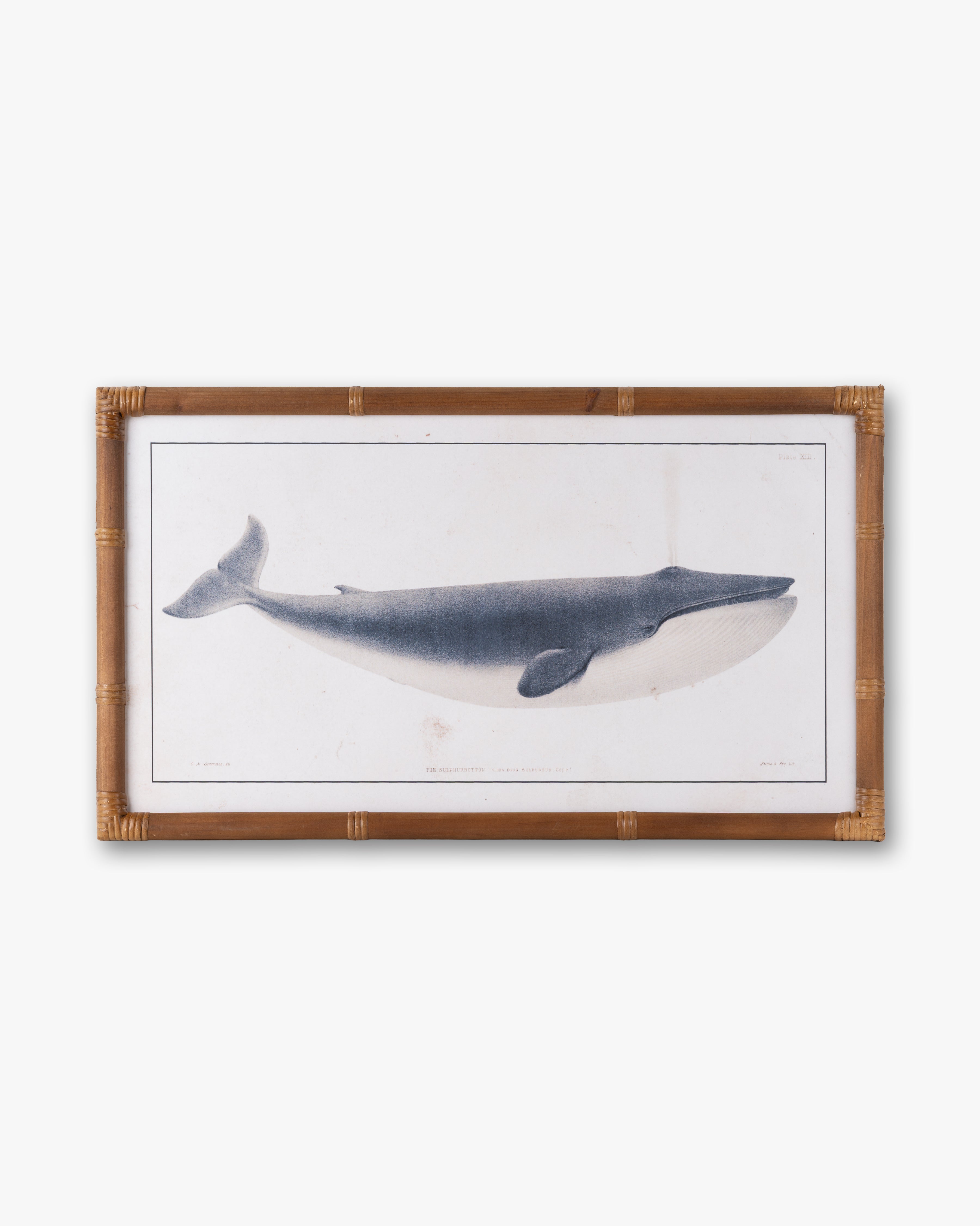 Nautical Whale Framed Wall Art B