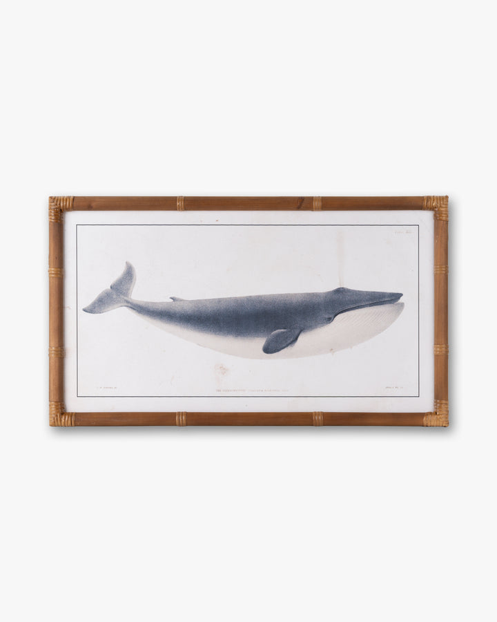 Nautical Whale Framed Wall Art B
