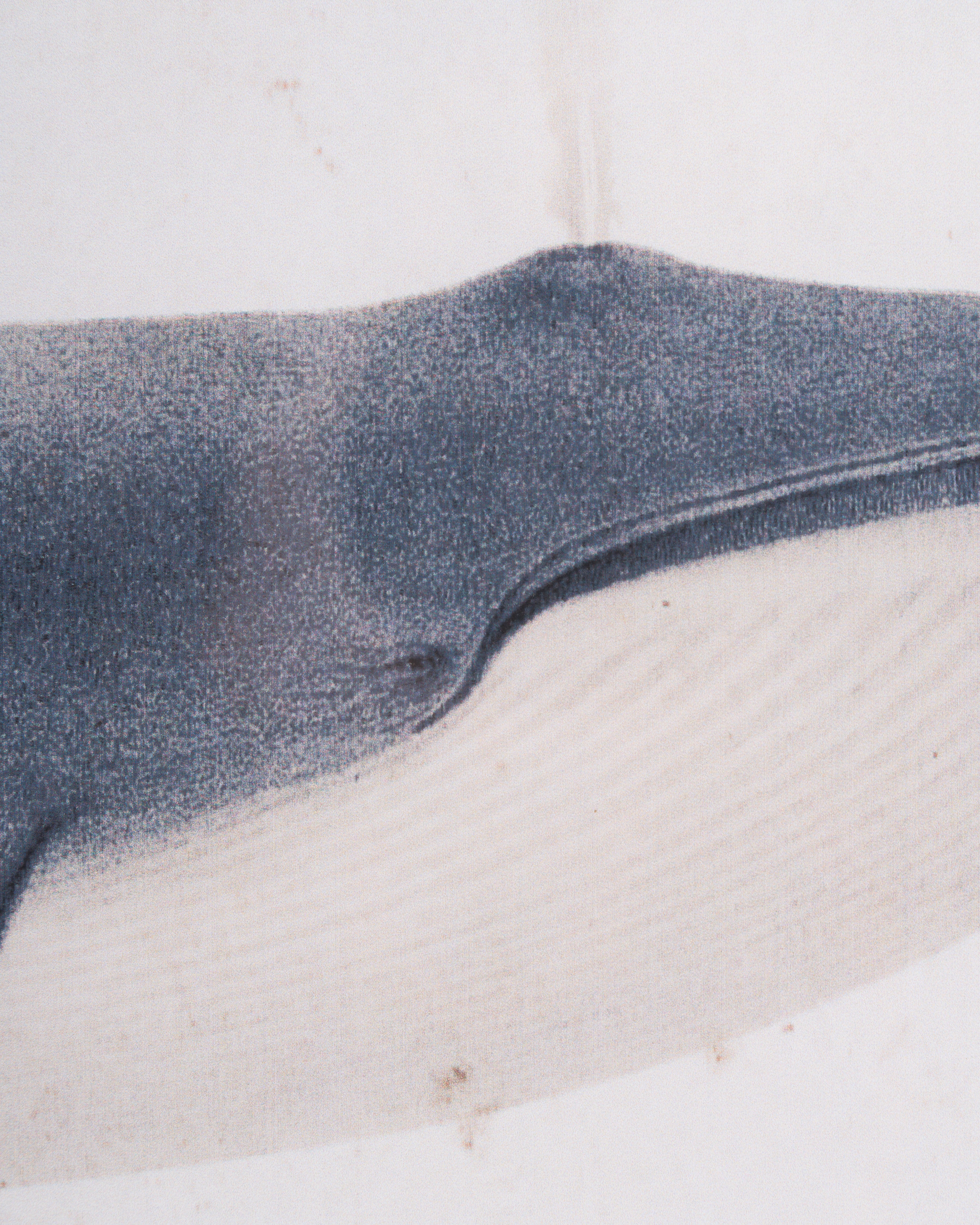 Nautical Whale Framed Wall Art B