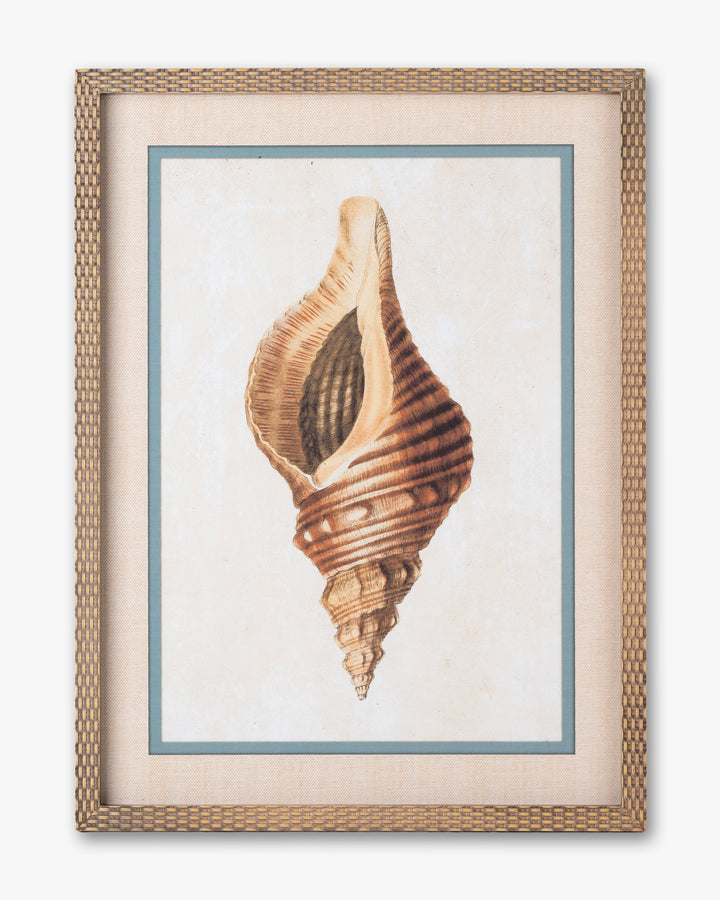 Coastal Seashell Framed Wall Art A