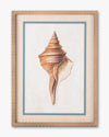 Coastal Seashell Framed Wall Art B