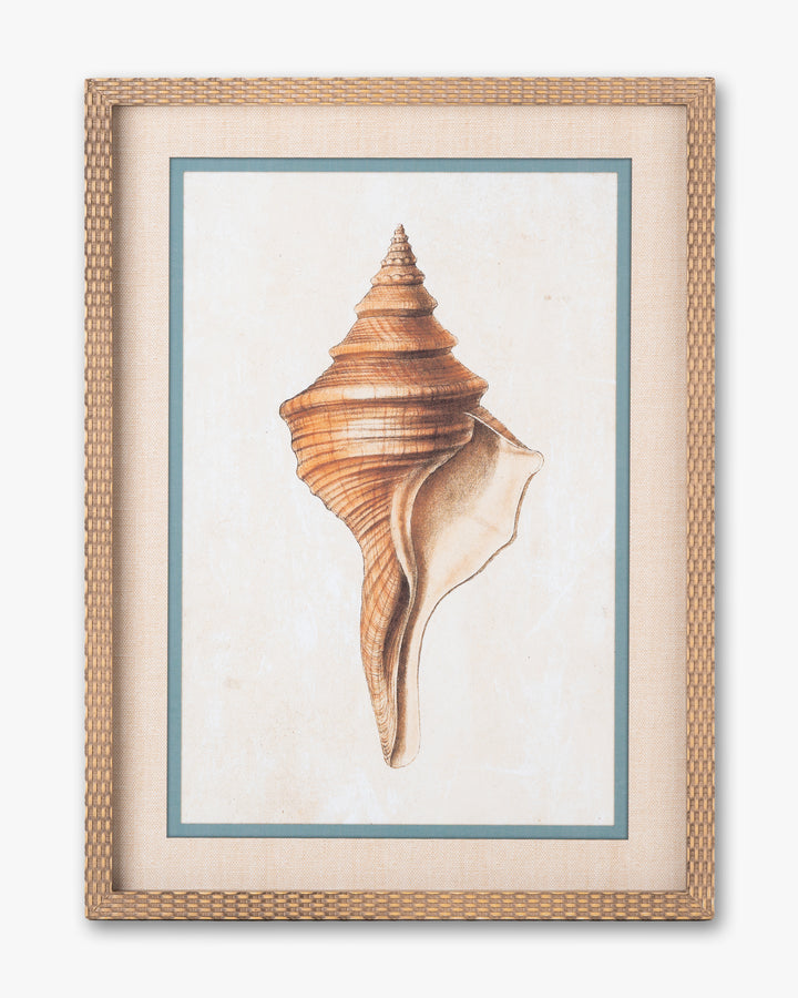 Coastal Seashell Framed Wall Art B