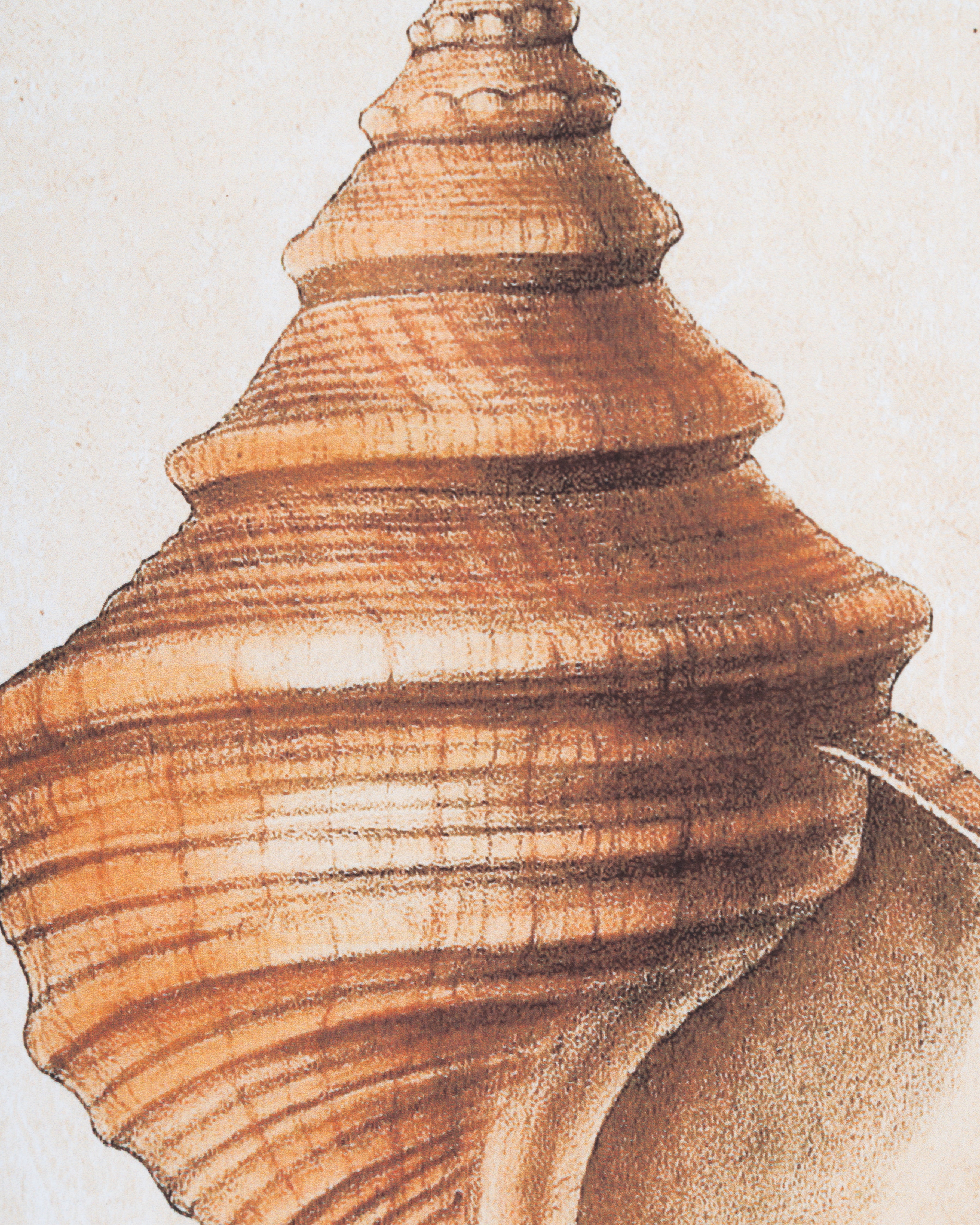Coastal Seashell Framed Wall Art B