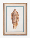 Coastal Seashell Framed Wall Art C