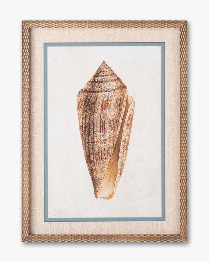 Coastal Seashell Framed Wall Art C