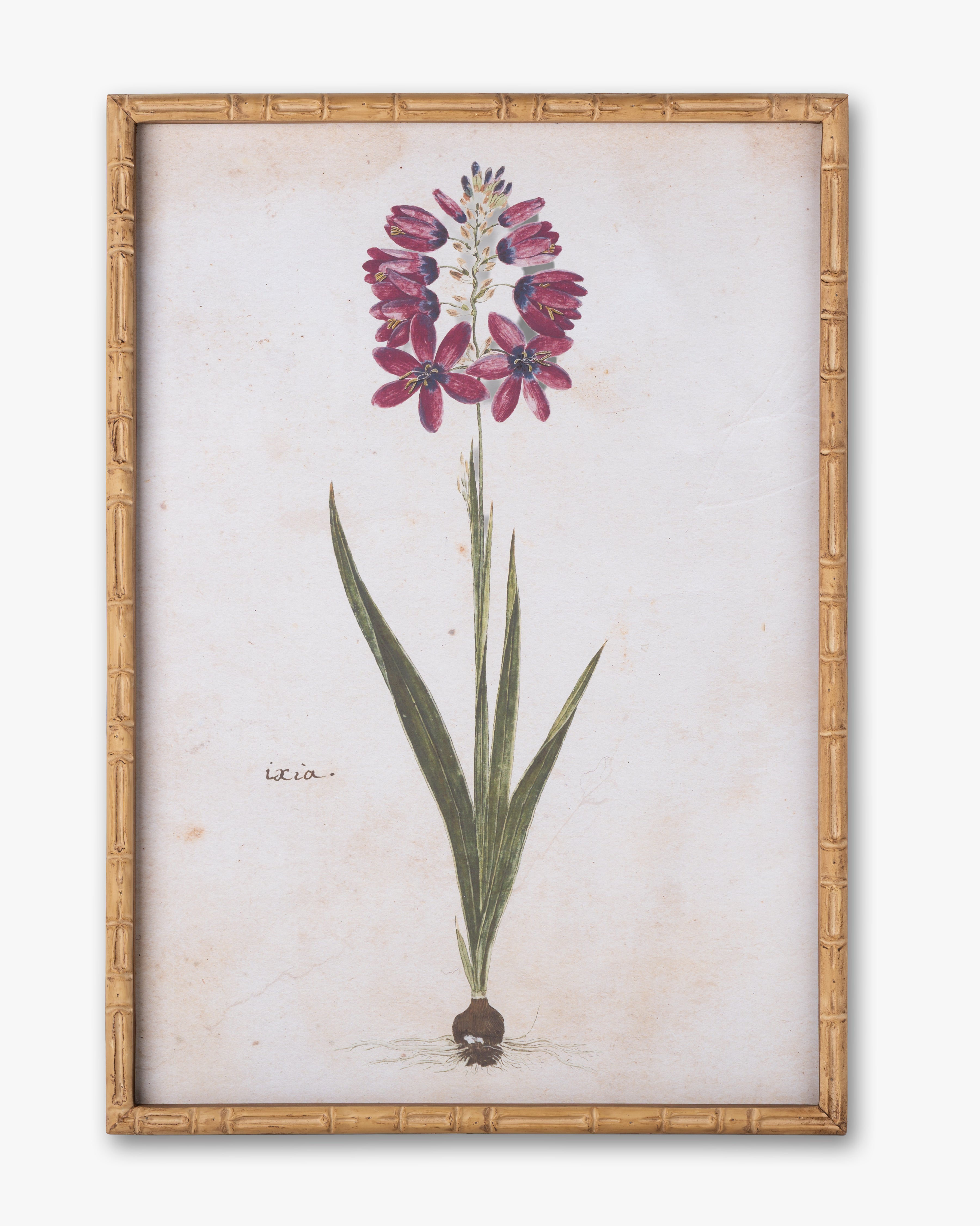 Botanical Bloom Framed Wall Art A