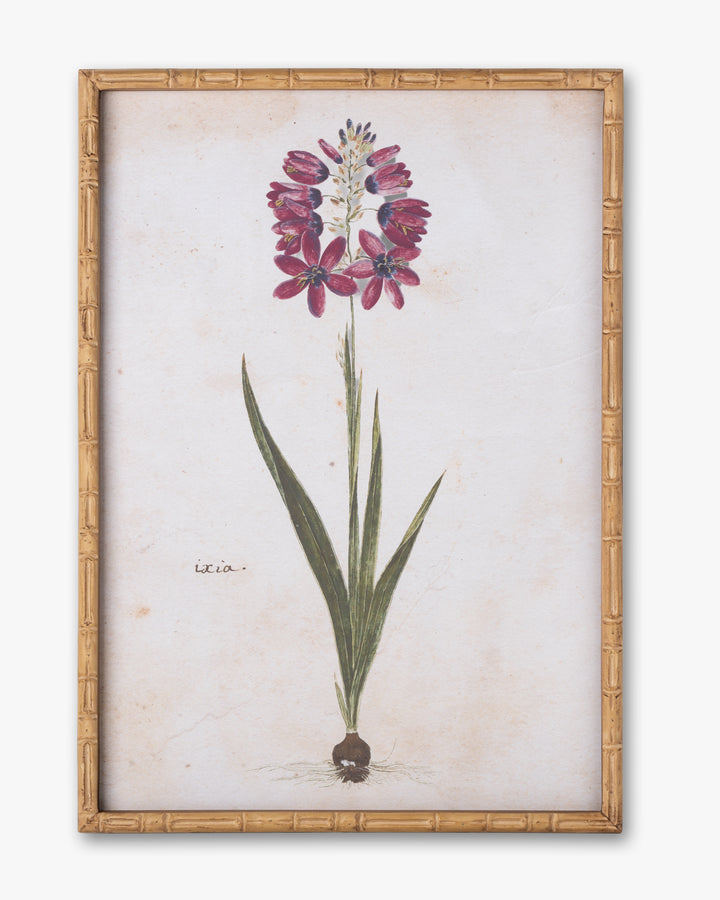 Botanical Bloom Framed Wall Art A