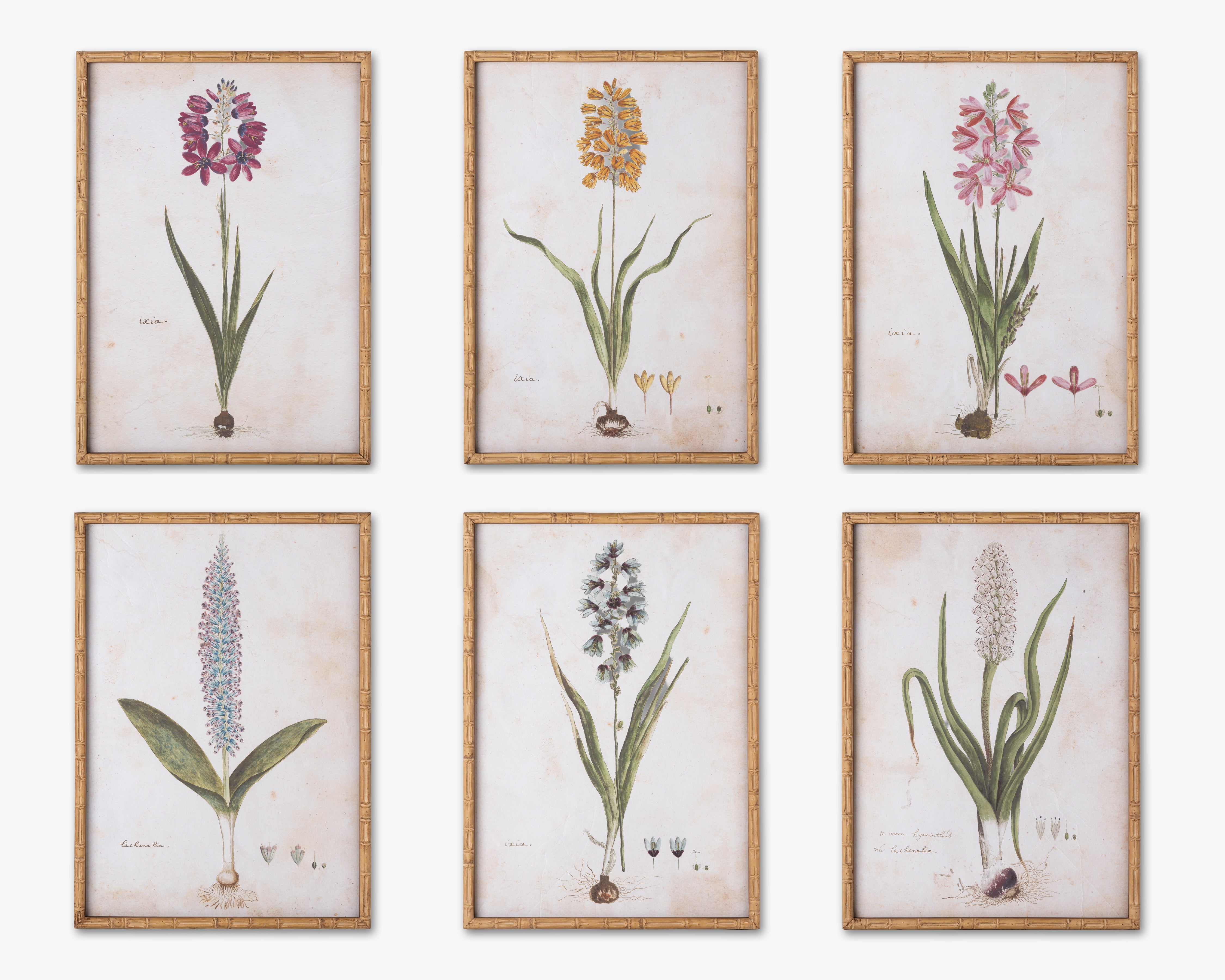 Botanical Bloom Framed Wall Art A