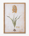 Botanical Bloom Framed Wall Art B