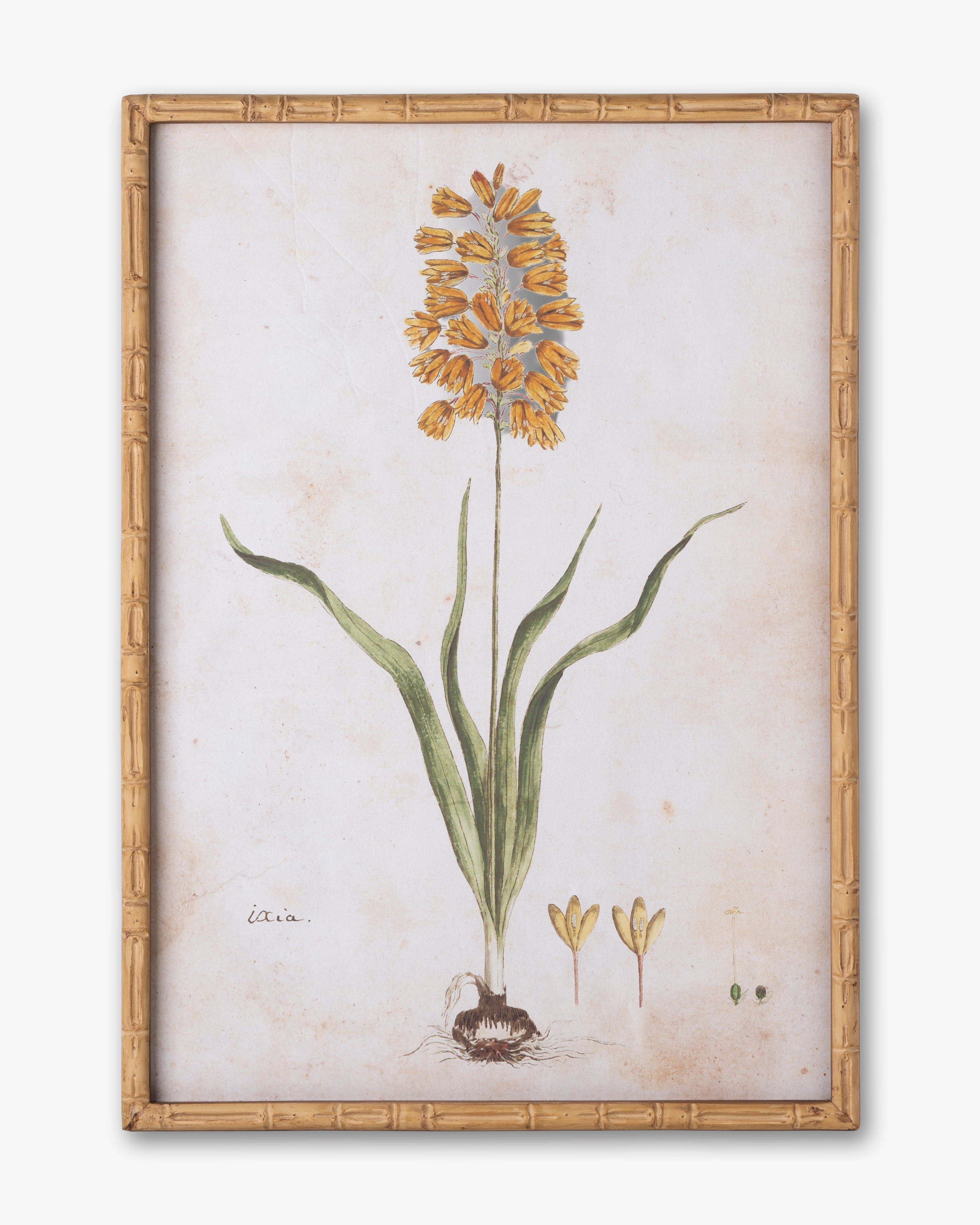 Botanical Bloom Framed Wall Art B