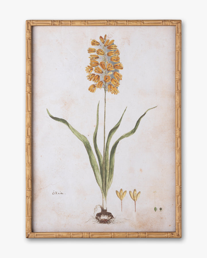 Botanical Bloom Framed Wall Art B