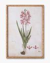 Botanical Bloom Framed Wall Art C