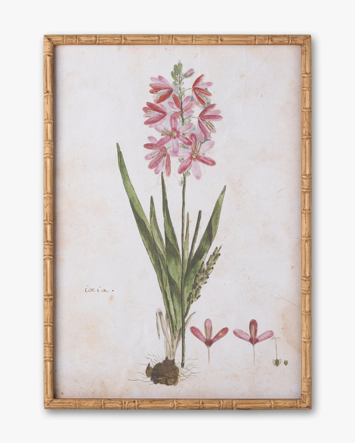 Botanical Bloom Framed Wall Art C