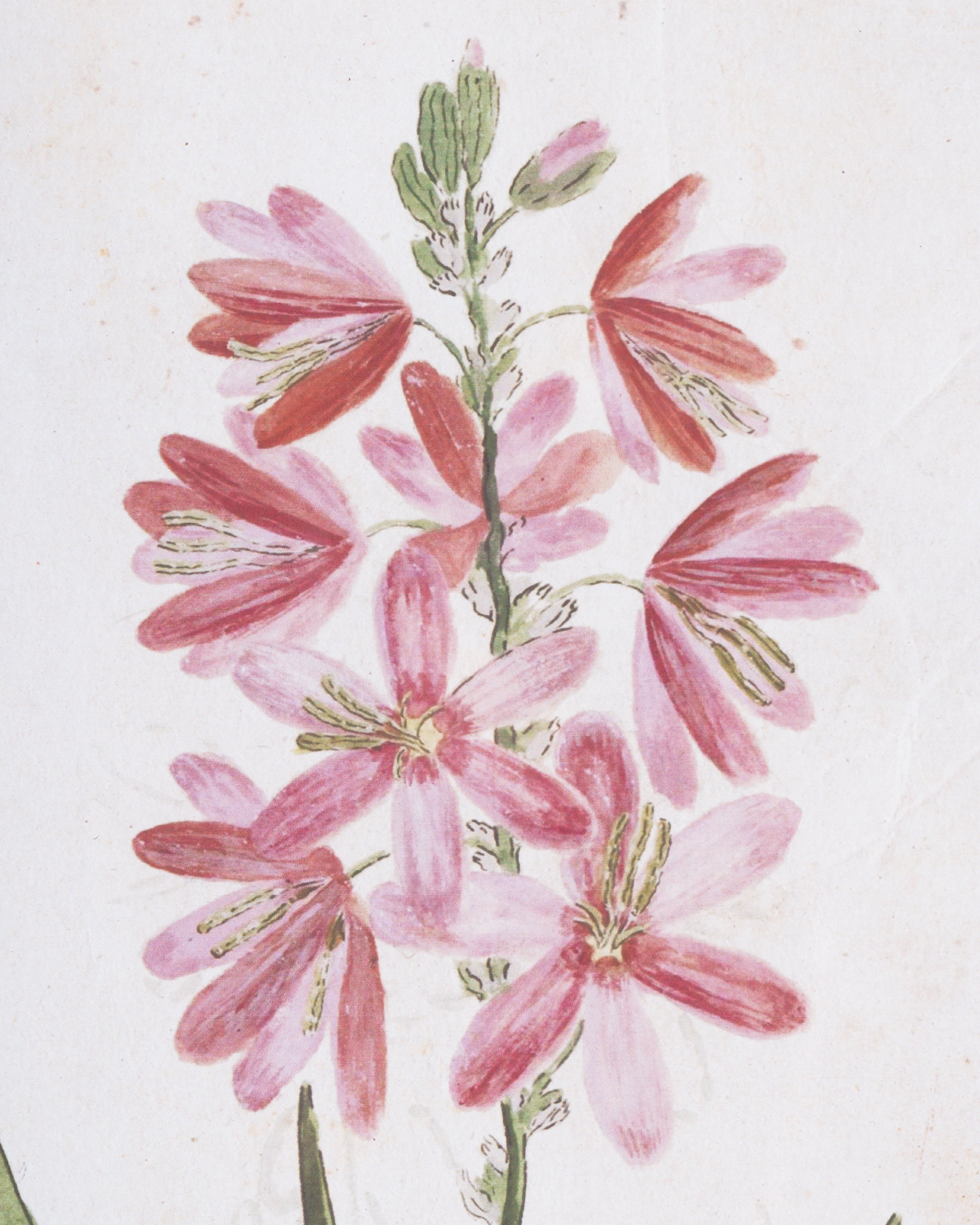 Botanical Bloom Framed Wall Art C