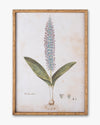 Botanical Bloom Framed Wall Art D