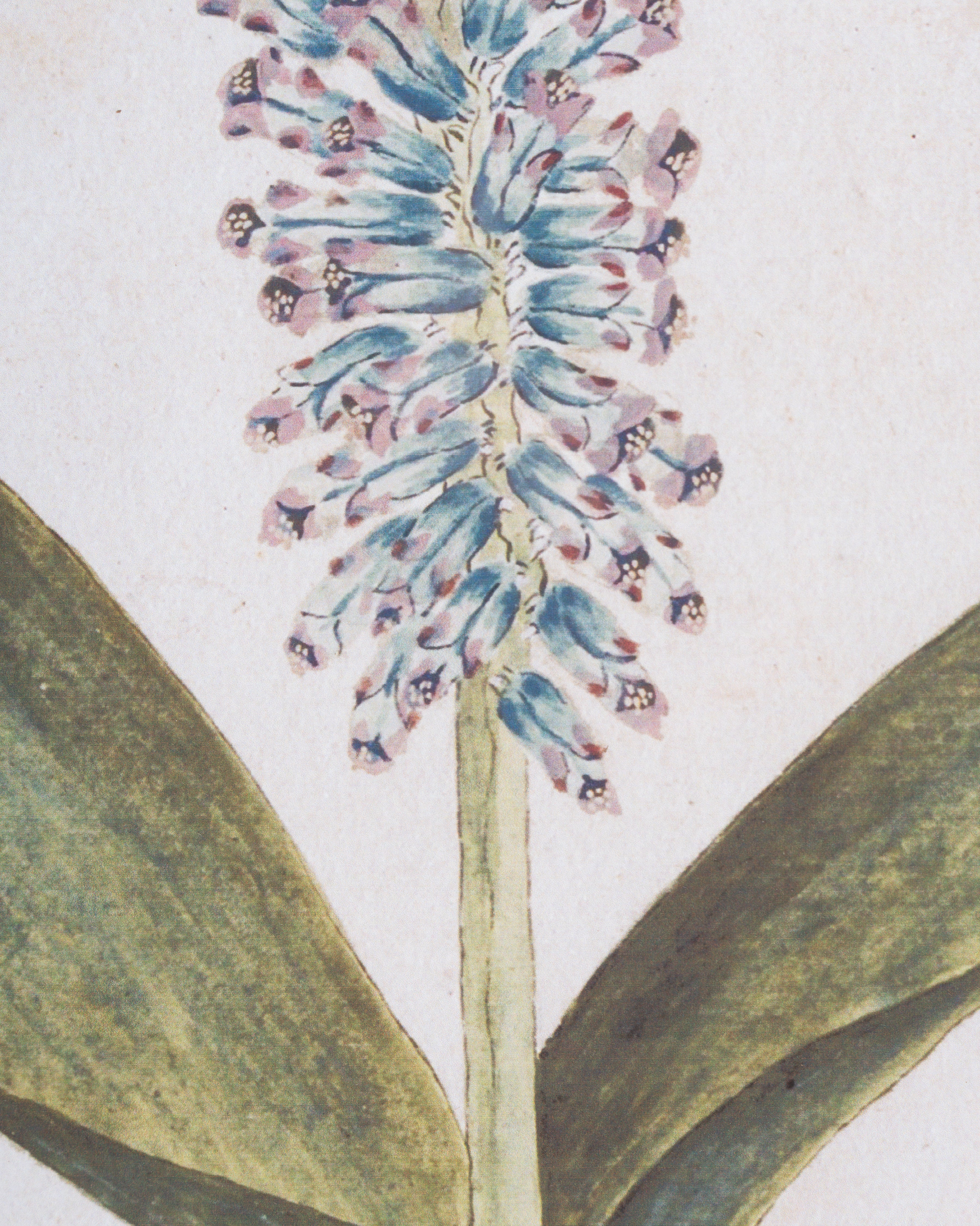 Botanical Bloom Framed Wall Art D