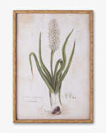 Botanical Bloom Framed Wall Art E